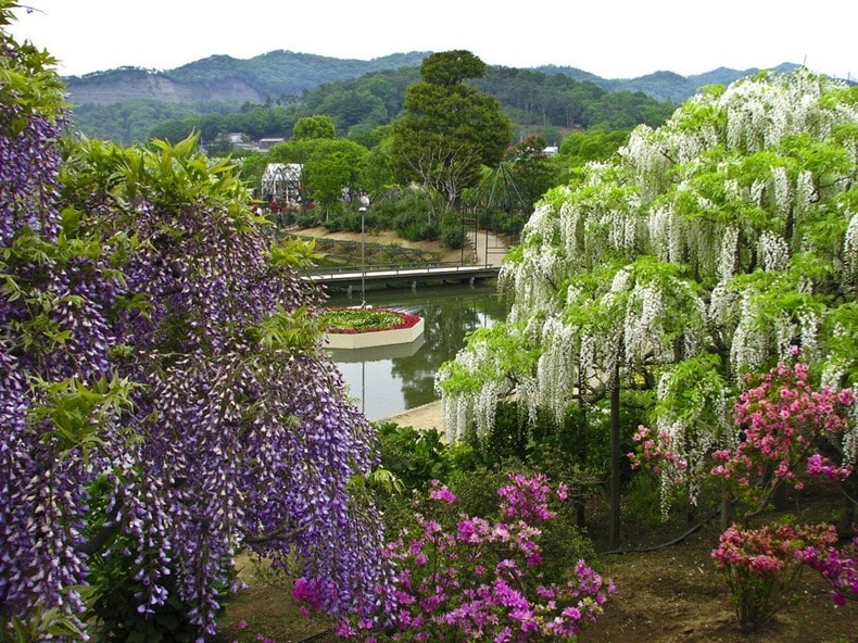 باغ گل آشیکاگا ژاپن