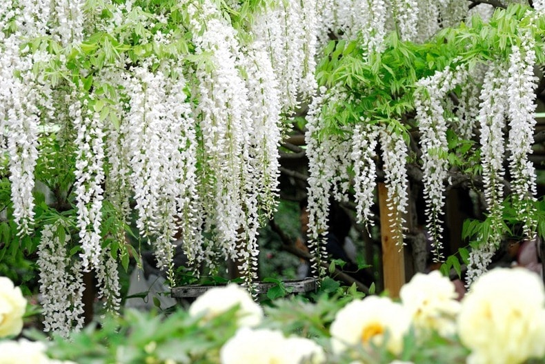 باغ گل آشیکاگا ژاپن